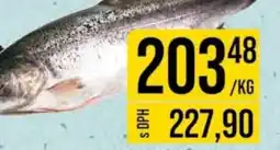 Jip Pstruh lososovitý cely kuchaný nabídka