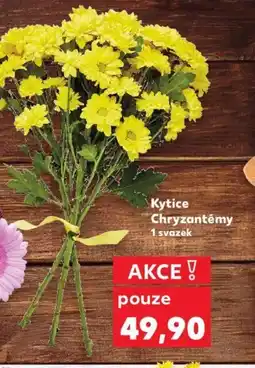 Kaufland Kytice Chryzantémy nabídka