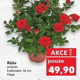 Kaufland Růže nabídka