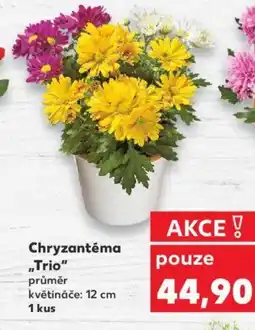 Kaufland Chryzantéma „Trio nabídka