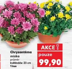 Kaufland Chryzantéma miska nabídka