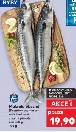 Kaufland Makrela obecná nabídka