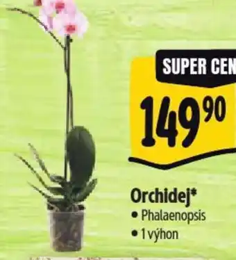 Albert Orchidej nabídka