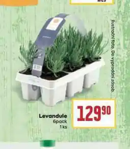 Billa Levandule nabídka