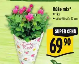 Albert Růže mix nabídka