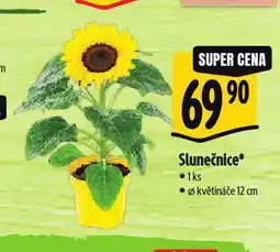 Albert Slunečnice nabídka