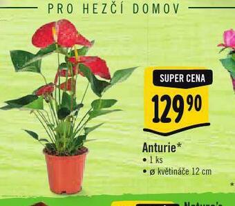 Albert Anturie nabídka