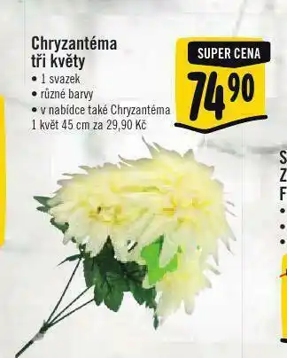 Albert Chryzantéma tři květy nabídka
