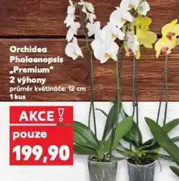 Kaufland Orchidea Phalaenopsis „Premium" 2 výhony nabídka