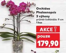 Kaufland Orchidea Phalaenopsis 3 výhony nabídka