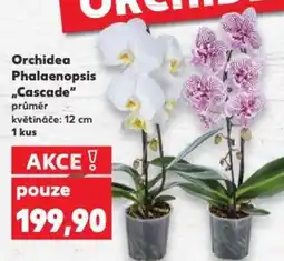 Kaufland Orchidea Phalaenopsis „Cascade" nabídka