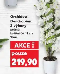 Kaufland Orchidea Dendrobium 2 výhony nabídka