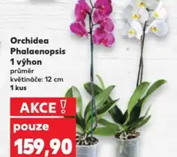 Kaufland Orchidea Phalaenopsis 1 výhon nabídka