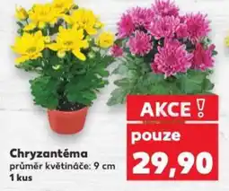 Kaufland Chryzantéma nabídka