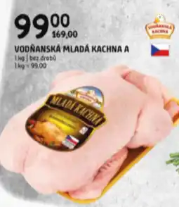 Terno VODŇANSKÁ MLADÁ KACHNA A nabídka