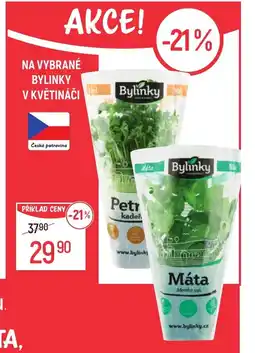 Globus NA VYBRANÉ BYLINKY V KVĚTINÁČI nabídka