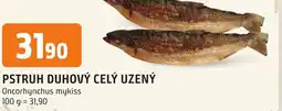 Trefa PSTRUH DUHOVÝ CELÝ UZENÝ nabídka