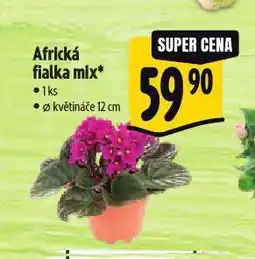 Africká fialka