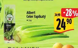 Albert Celer řapíkatý nabídka