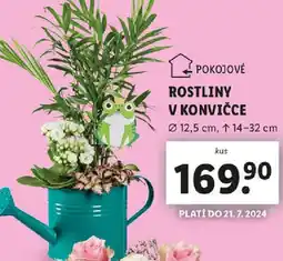 Lidl ROSTLINY V KONVIČCE nabídka