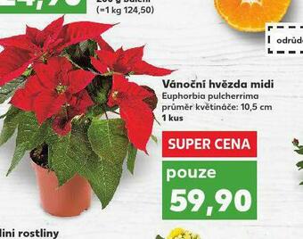 Kaufland Vánoční hvězda midi nabídka