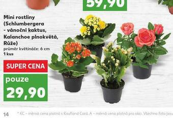 Kaufland Mini rostliny nabídka