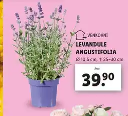 Lidl Levandule nabídka