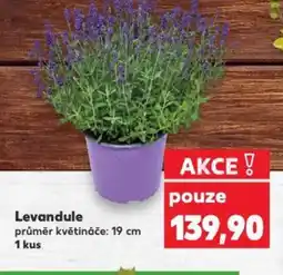 Kaufland Levandule nabídka