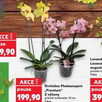 Kaufland Orchidea - phalaenopsis nabídka