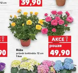 Kaufland Růže nabídka