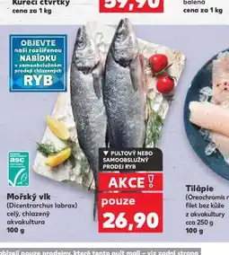 Kaufland Mořský vlk nabídka