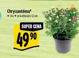 Albert Chryzantéma nabídka
