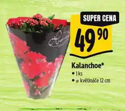 Albert Kalanchoe nabídka