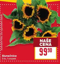 Billa Slunečnice nabídka