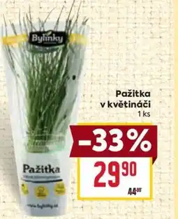 Pažitka v květináči