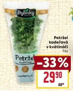 Billa Petržel kadeřavá v květináči nabídka
