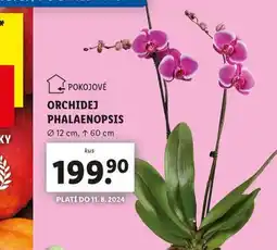 Lidl Orchidea - phalaenopsis nabídka