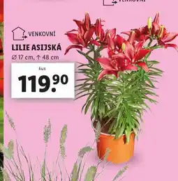 Lidl Lilie asijská nabídka