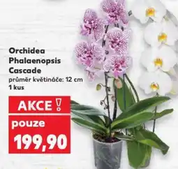 Kaufland Orchidea Phalaenopsis Cascade nabídka