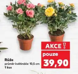 Kaufland Růže nabídka