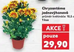 Kaufland Chryzantéma jednovýhonová nabídka
