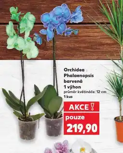 Kaufland Orchidea - phalaenopsis nabídka