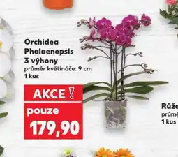 Kaufland Orchidea - phalaenopsis nabídka