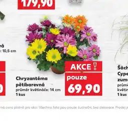Kaufland Chryzantéma pětibarevná nabídka