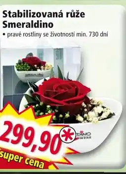 Stabilizovaná růže Smeraldino
