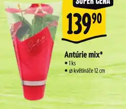 Albert Antúrie mix nabídka