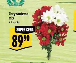 Albert Chryzantema mix nabídka