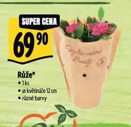 Albert Růže nabídka