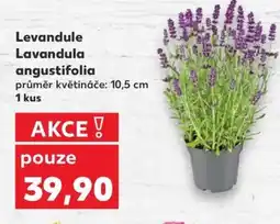 Kaufland Levandule Lavandula angustifolia nabídka