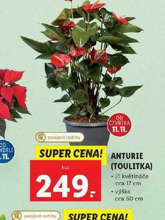 Lidl Anturie nabídka